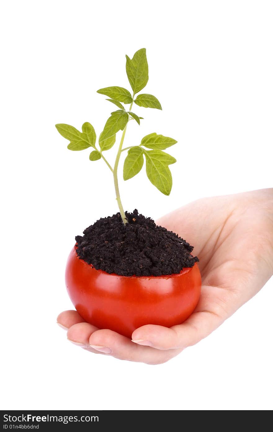 Transplant of a tree in a pot from fresh tomato