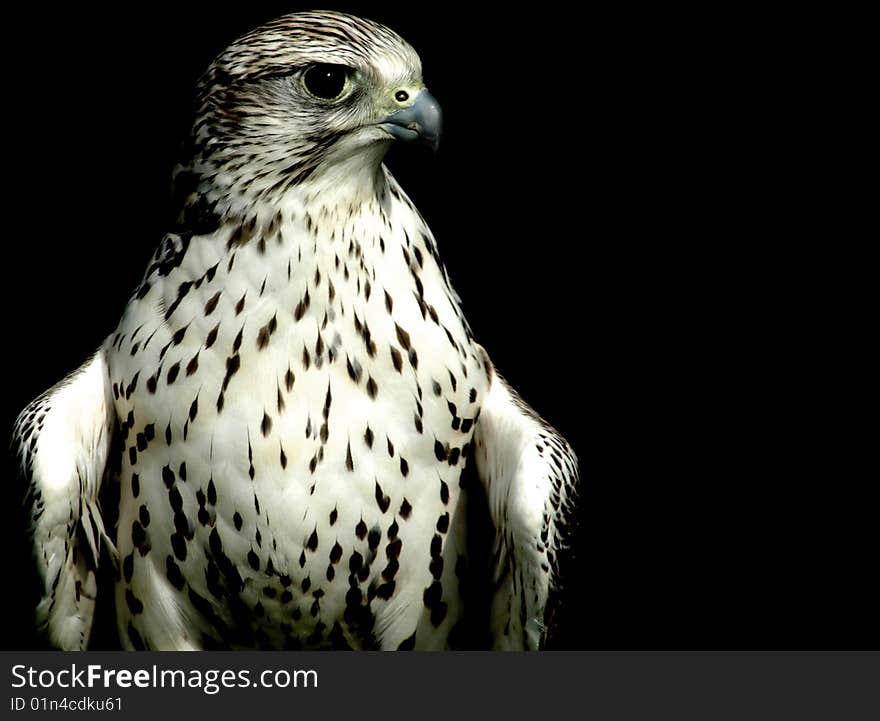 Bird of Prey profile angle