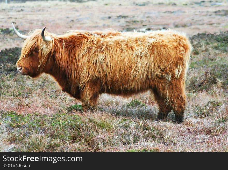 Highland Bull