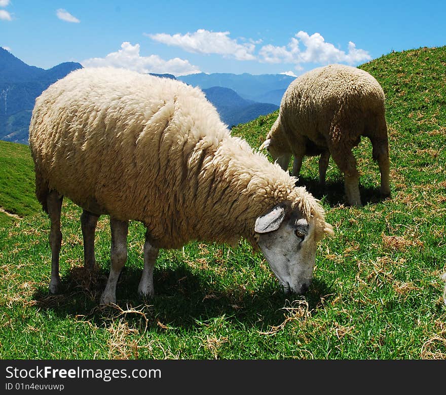 Beautiful green grass with the blue sky and sheep. Beautiful green grass with the blue sky and sheep