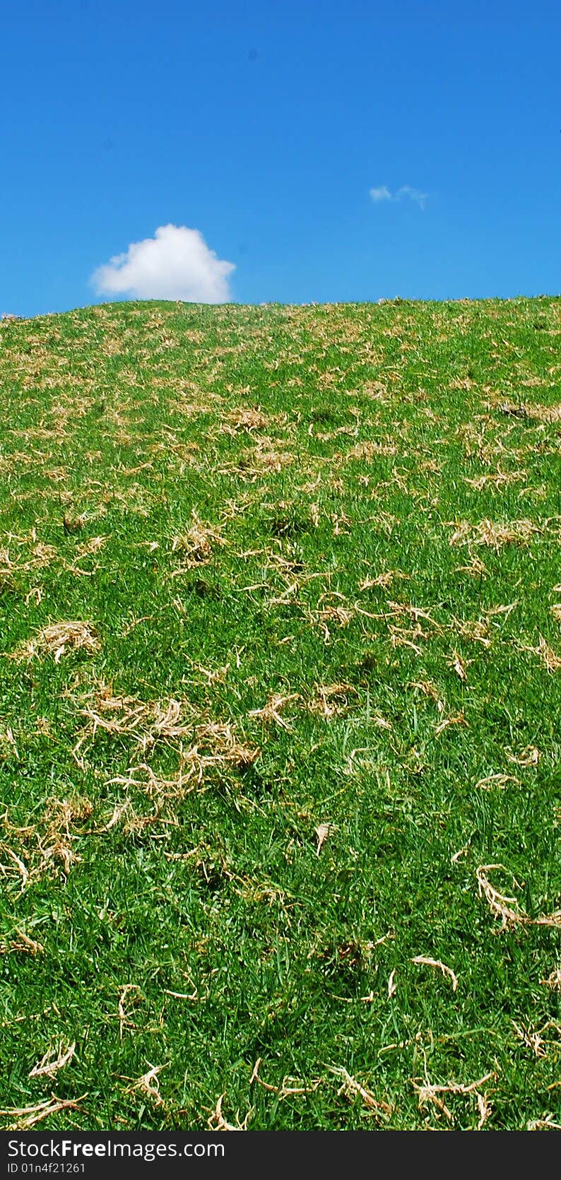 Green grass with blue sky