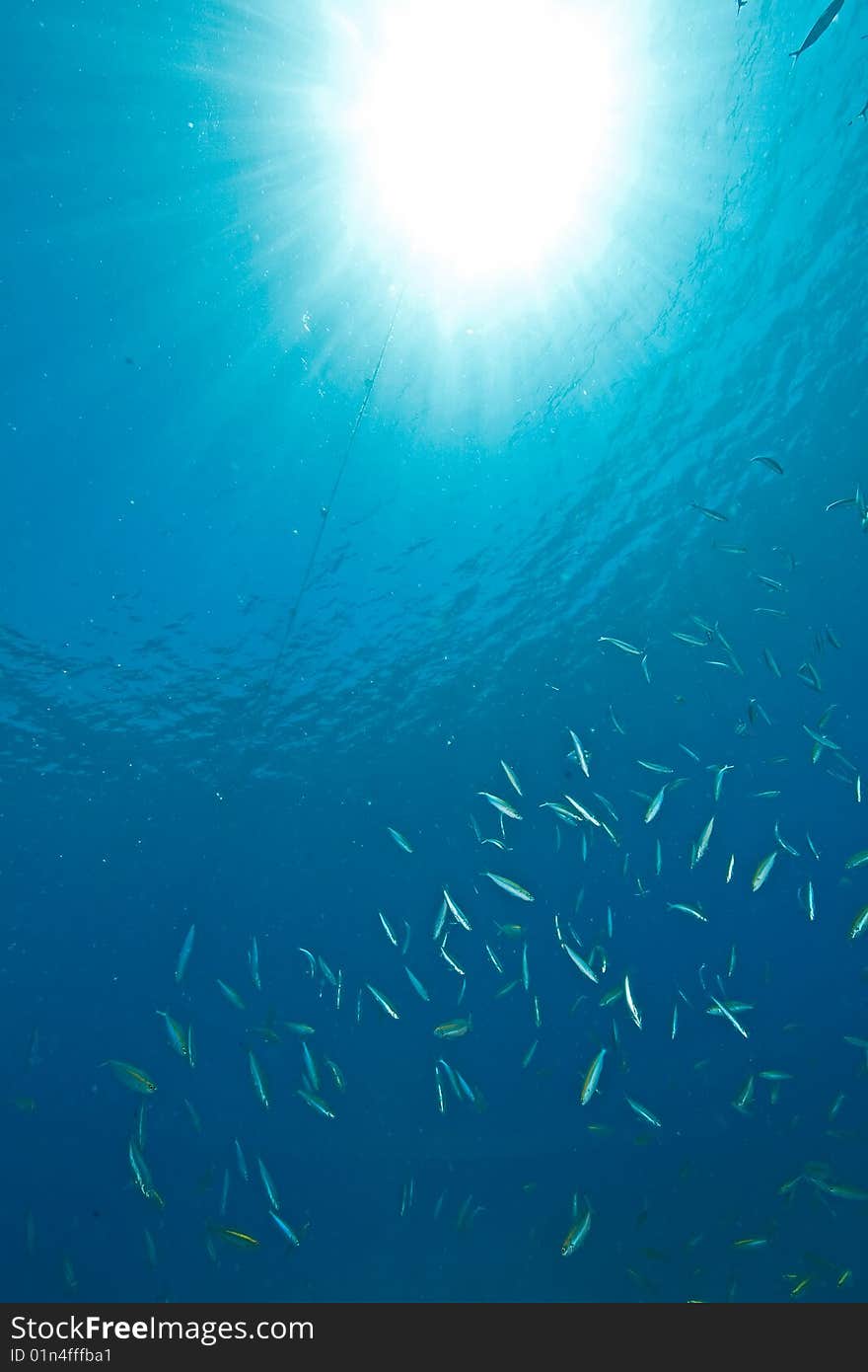 Ocean and sun taken in the red sea.