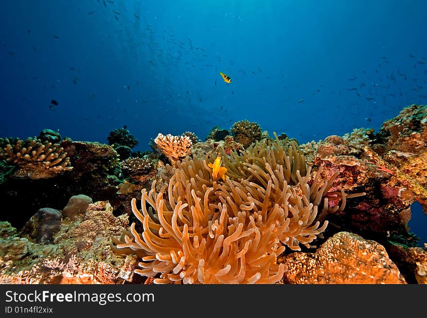 Ocean and anemone taken in the red sea.