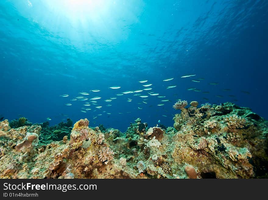 Ocean, fish and sun taken in the red sea.