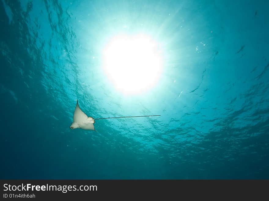 Ocean, sun and spotted eagle ray taken in the red sea.