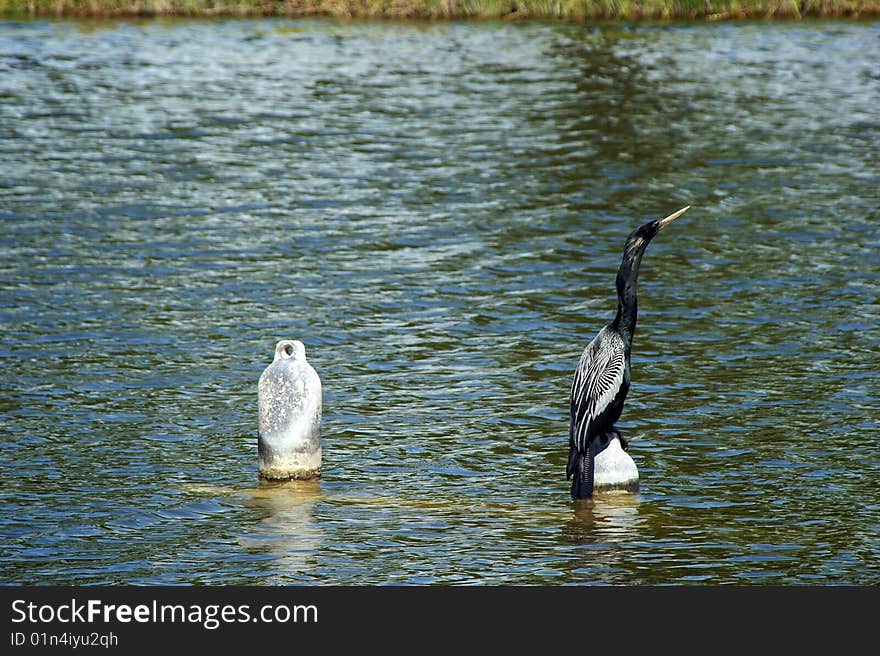 Graceful cormorant perched on buoy in water