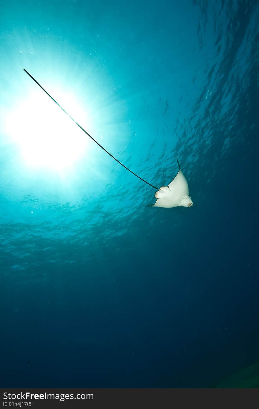 Ocean, sun and spotted eagle ray taken in the red sea.