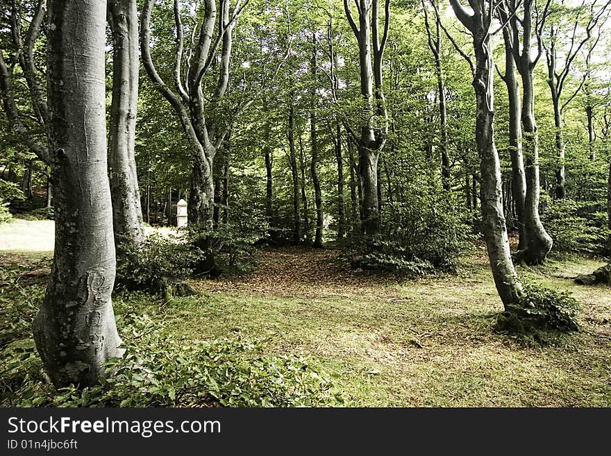 Mysterious rain forest with big trees and green foliage. Sintra, Portugal