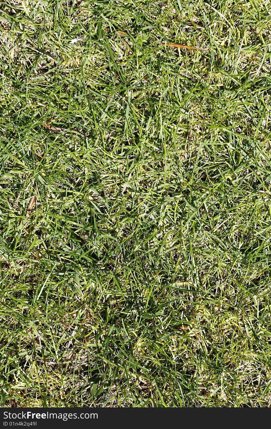 Green grass texture on a golf course