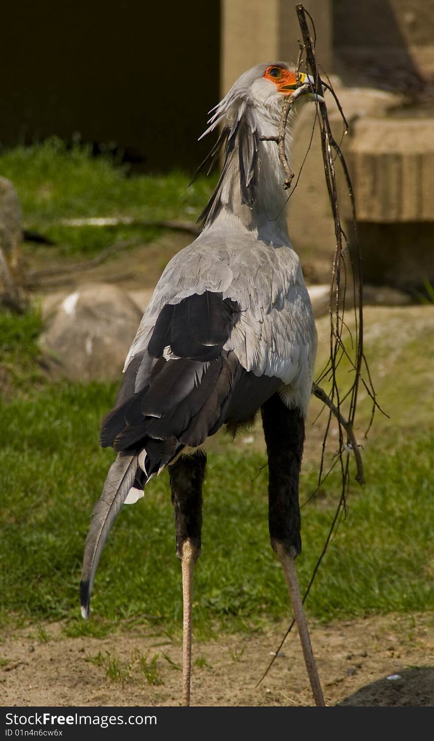 Stork Collecting Wood