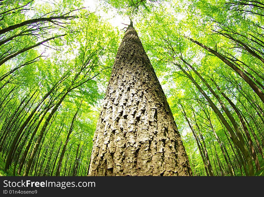 Green forest  background in sunny day