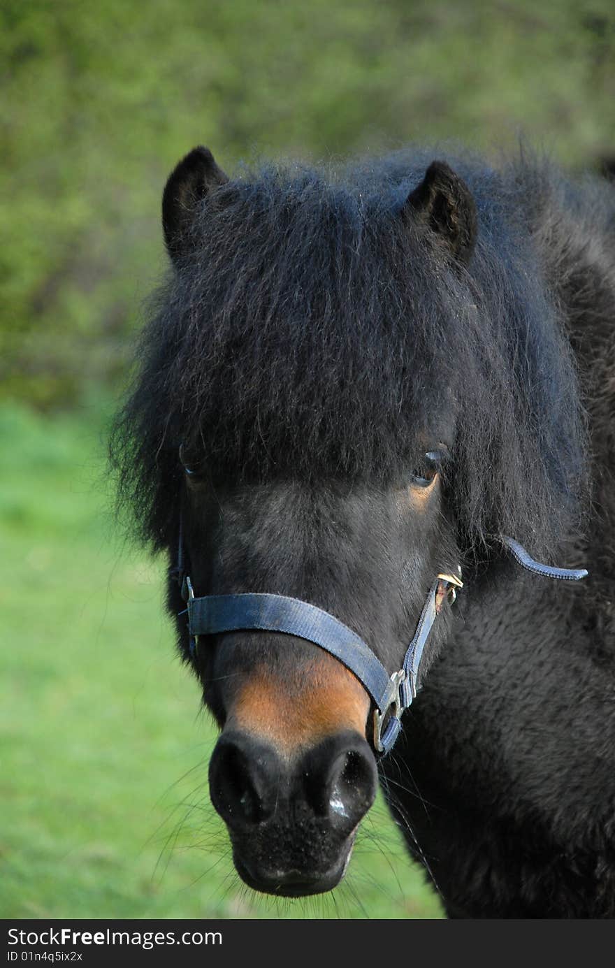 Pony lokking at you directly. Pony lokking at you directly