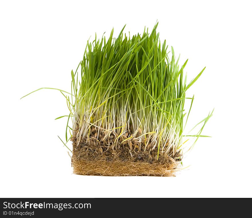 Green grass isolated on white background. Green grass isolated on white background