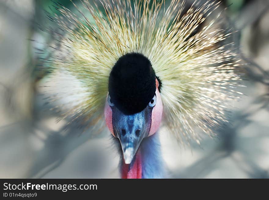 Southern Crowned Crane