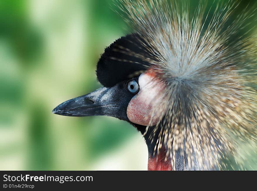 Southern Crowned Crane