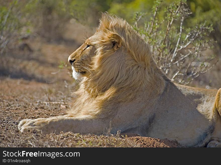 The Male Lion watches the waterhole for animals coming to drink. The Male Lion watches the waterhole for animals coming to drink