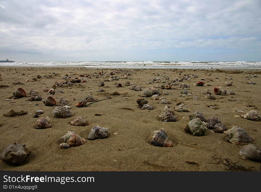 After a storm ashore there were many cockleshells