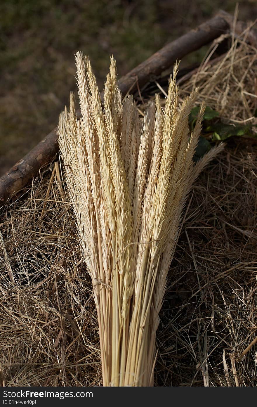 Bunch of wheat ears in the evening sunlight