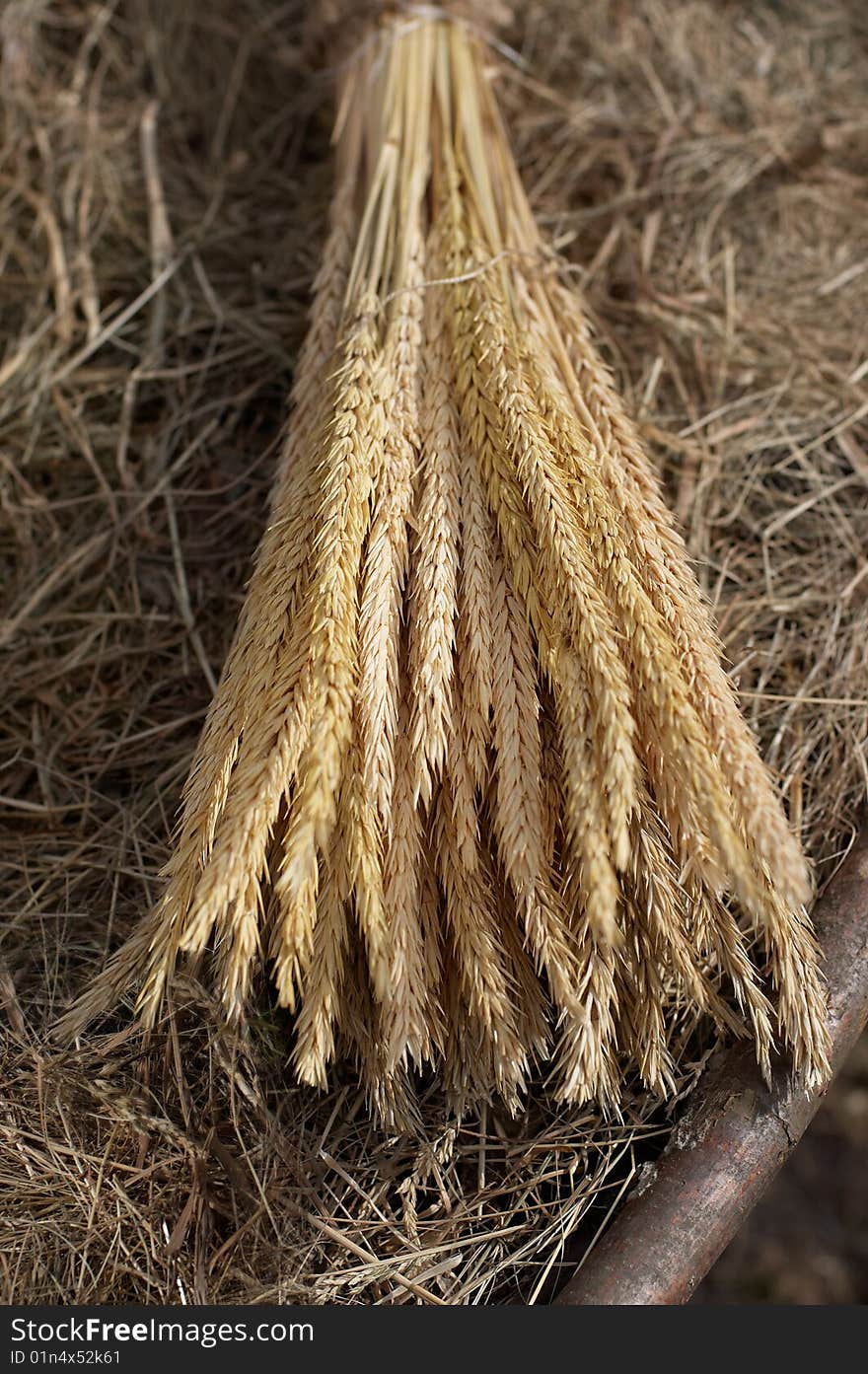 Bunch of wheat ears in the evening sunlight