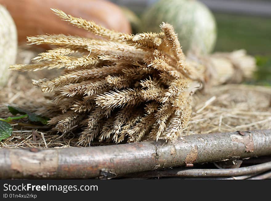 Bunch of wheat ears