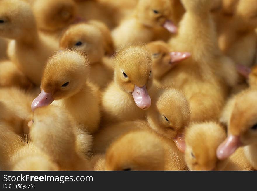 Crowd of yellow newborn baby ducklings. Crowd of yellow newborn baby ducklings