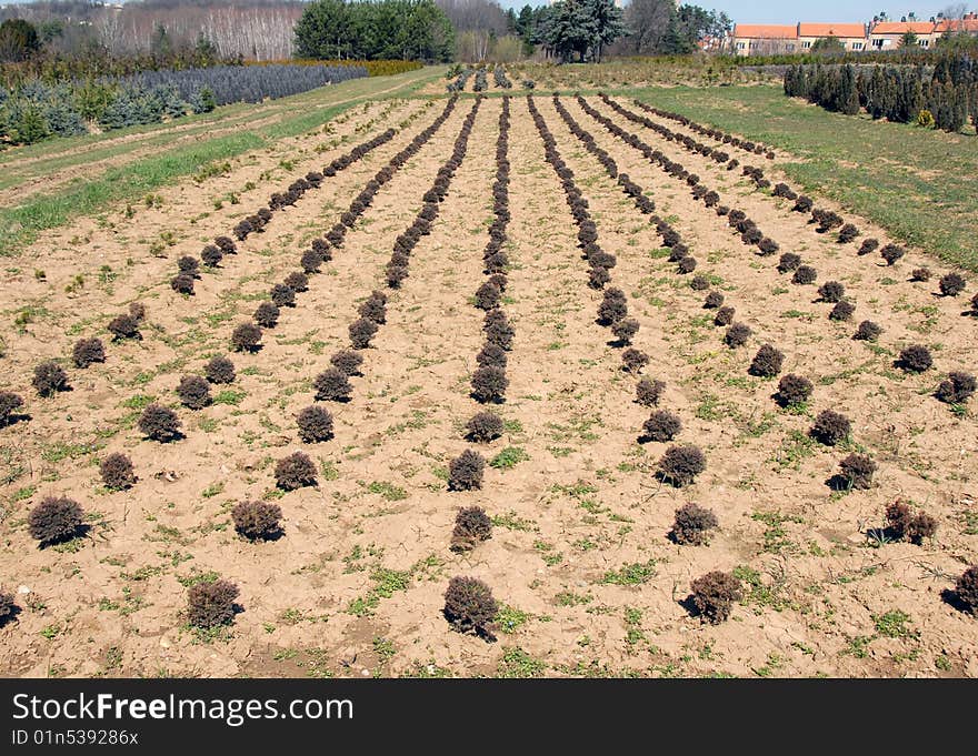 Thuja Rows