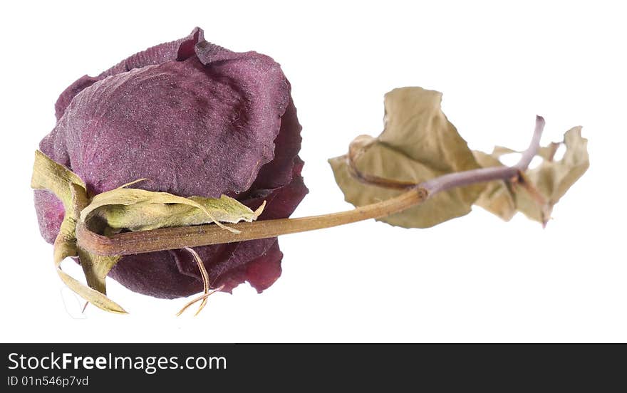 Dry rose on white background