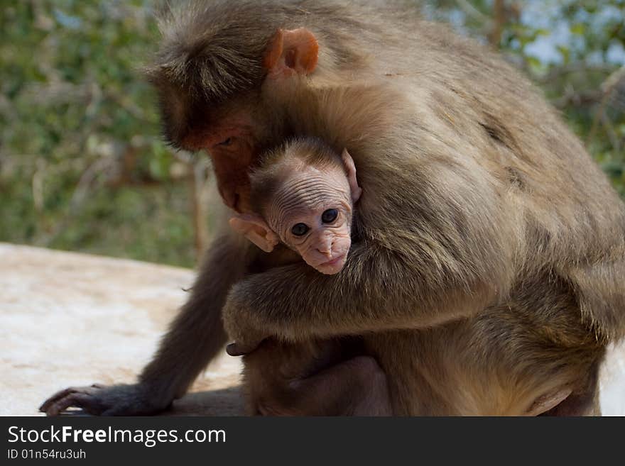 This photo was taken near Hampi (India). The place is called Monkey Temple. At this point, 2 species of monkeys, langur live at the foot of the mountain, Rhesus Macaque, at the top of the mountain.