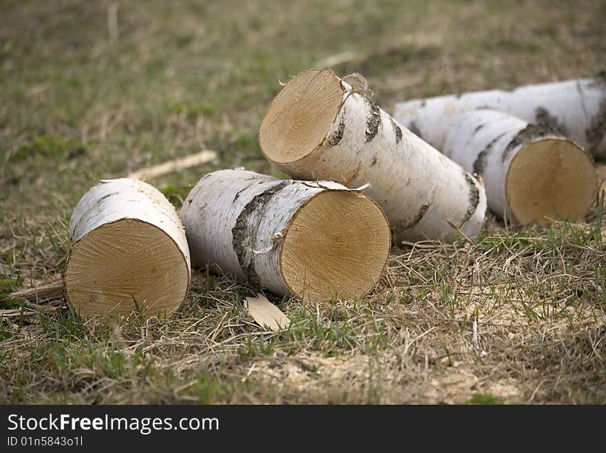 The trunk of a birch cut on fire wood