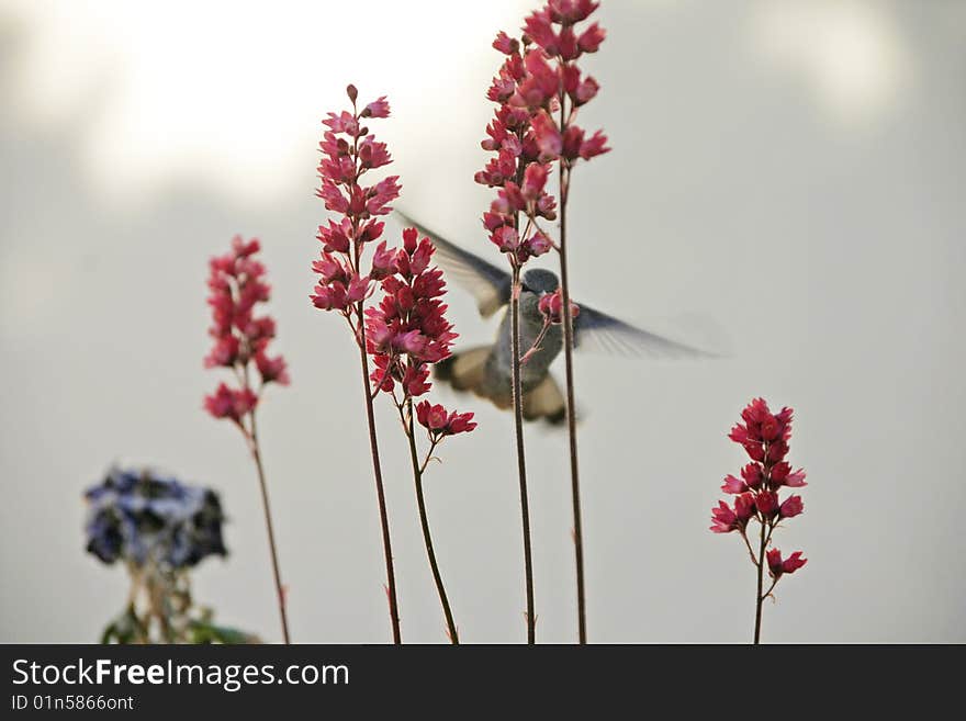 A hummingbird flies in towards a red flower after the nectar. A hummingbird flies in towards a red flower after the nectar.