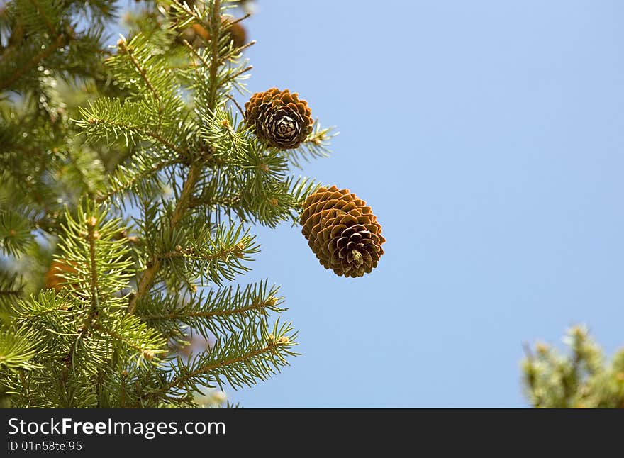 Fir Cones