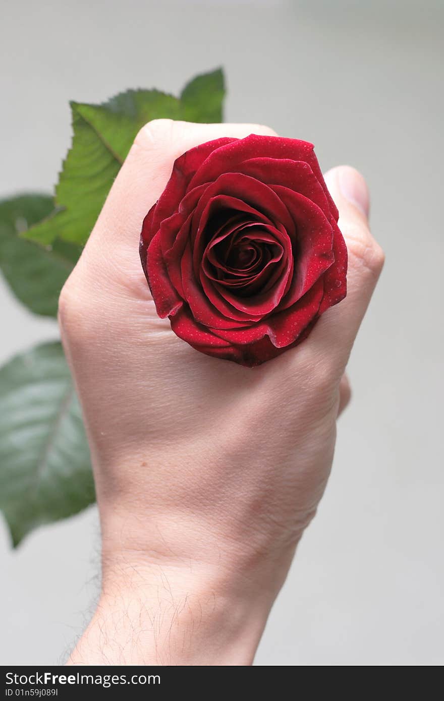 A rose is in the hand of man. A rose is in the hand of man