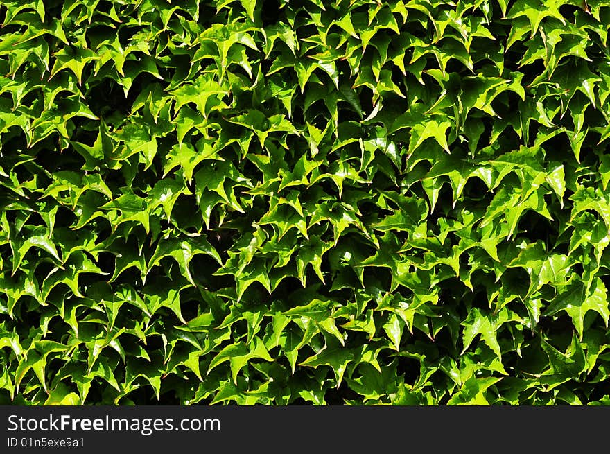 Background pattern of Leaves