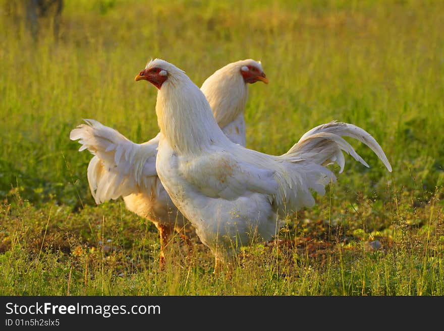 Two Chicken