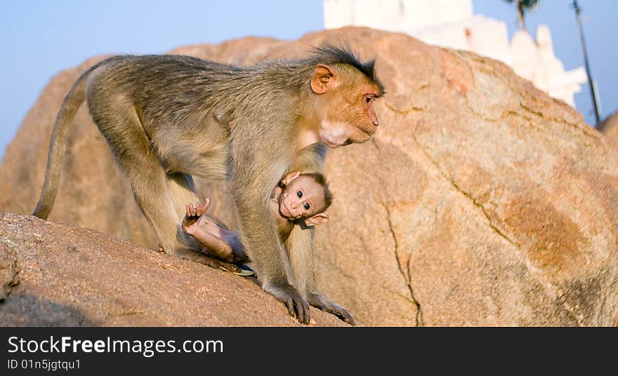 This photo was taken near Hampi (India). The place is called Monkey Temple. At this point, 2 species of monkeys, langur live at the foot of the mountain, Rhesus Macaque, at the top of the mountain. This photo was taken near Hampi (India). The place is called Monkey Temple. At this point, 2 species of monkeys, langur live at the foot of the mountain, Rhesus Macaque, at the top of the mountain.