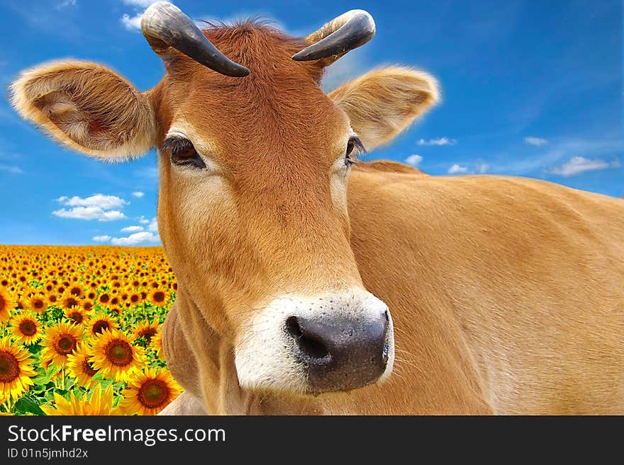 Red cow on a background of the sunflowers