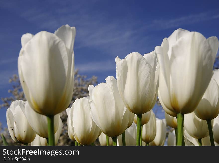 Perfect tulip with white color, blooming tulip