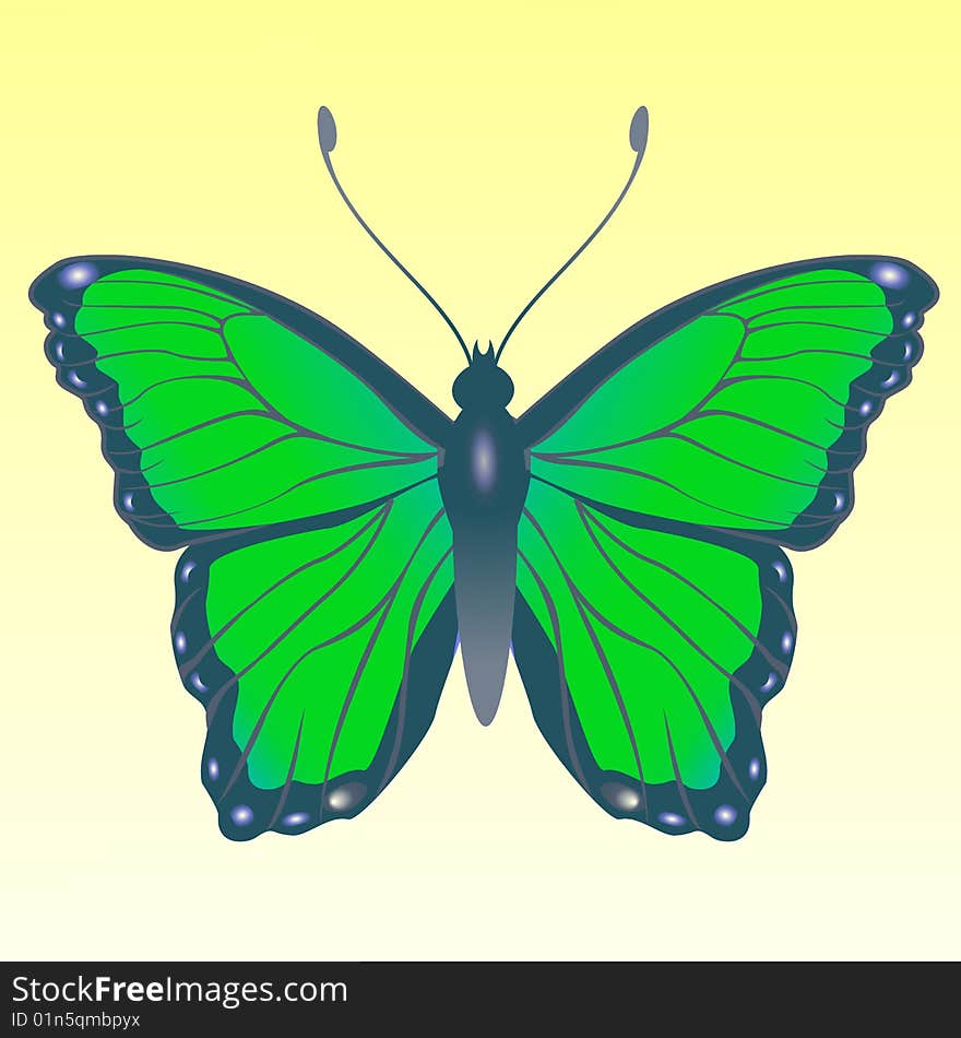 Vector Illustration of detailed Brightly coloured butterfly.