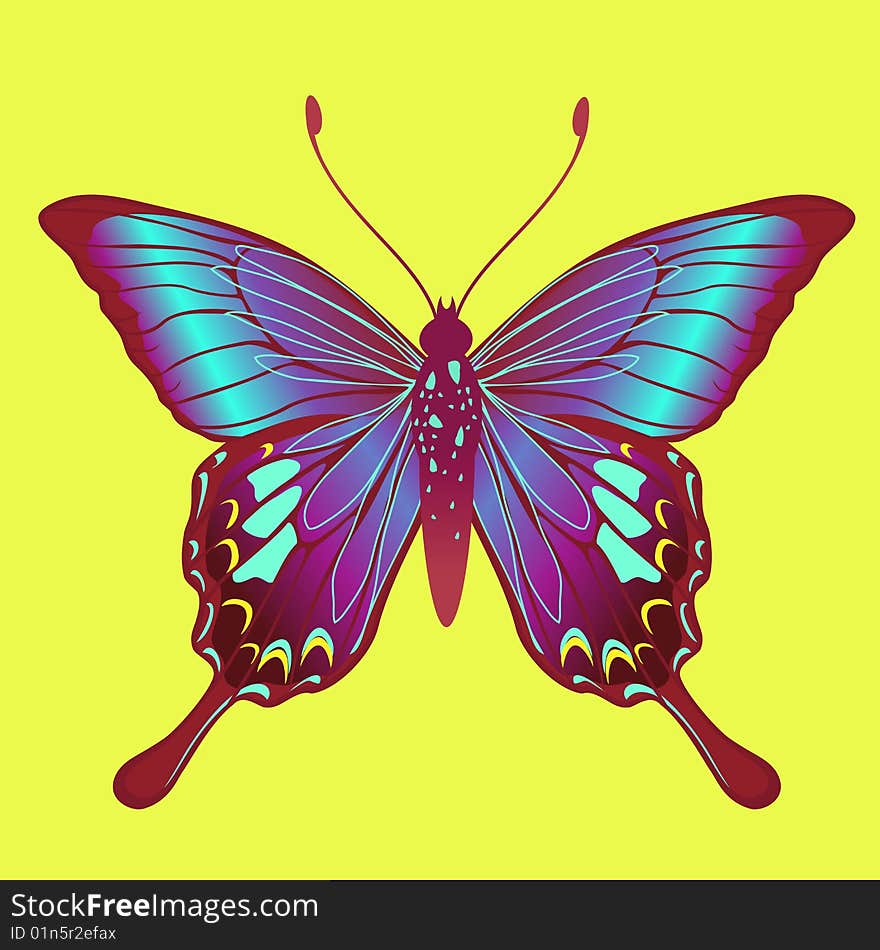 Vector Illustration of detailed Brightly coloured butterfly.