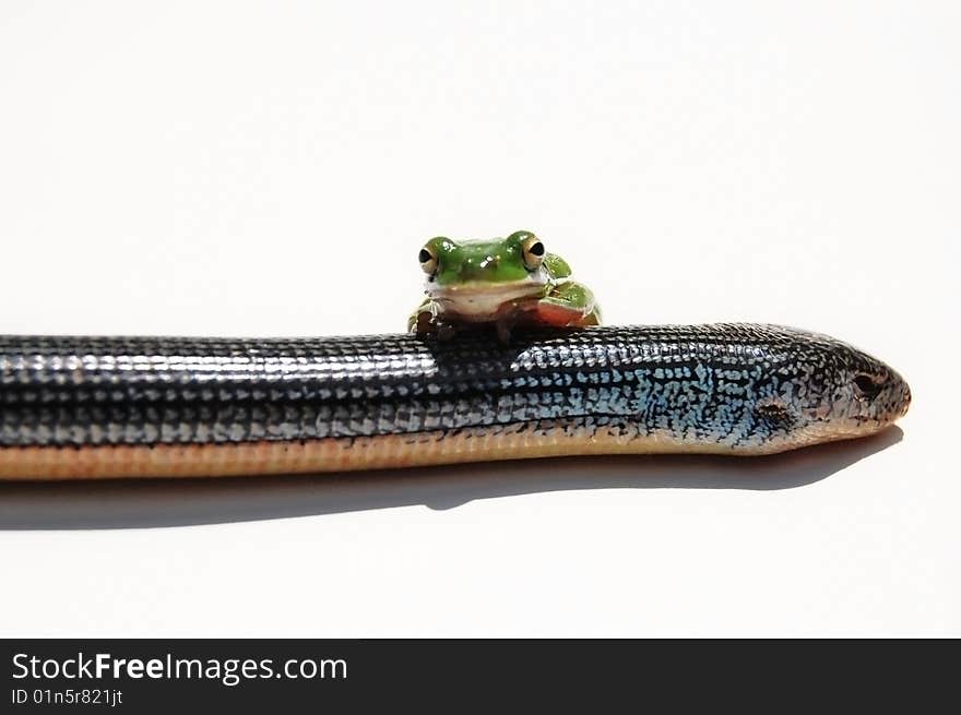 Green frog ontop of snake on white background - david and goliath concept. Green frog ontop of snake on white background - david and goliath concept