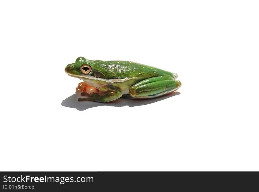 Frog