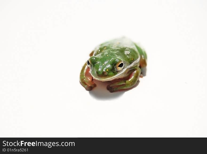 Frog