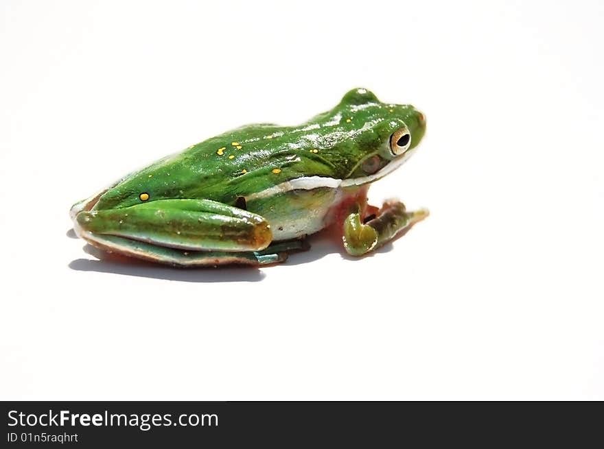 Frog