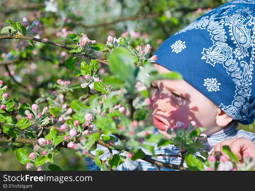 Baby touching an apple tree branch. Baby touching an apple tree branch