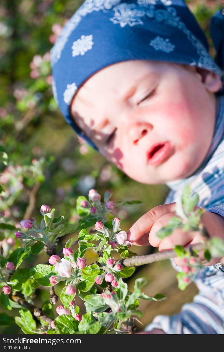 Baby touching an apple tree branch. Baby touching an apple tree branch