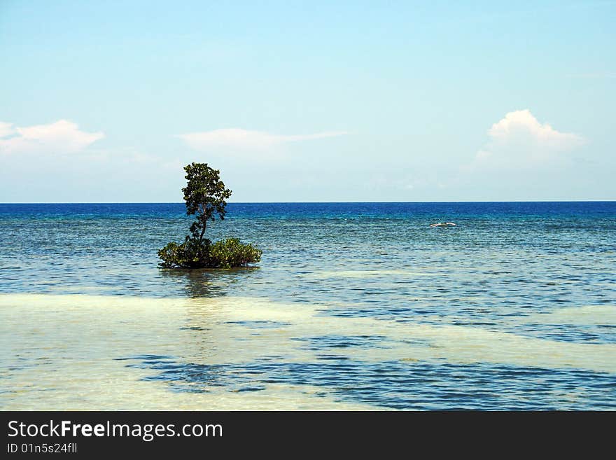 A lone tree in the middle of the sea. A lone tree in the middle of the sea