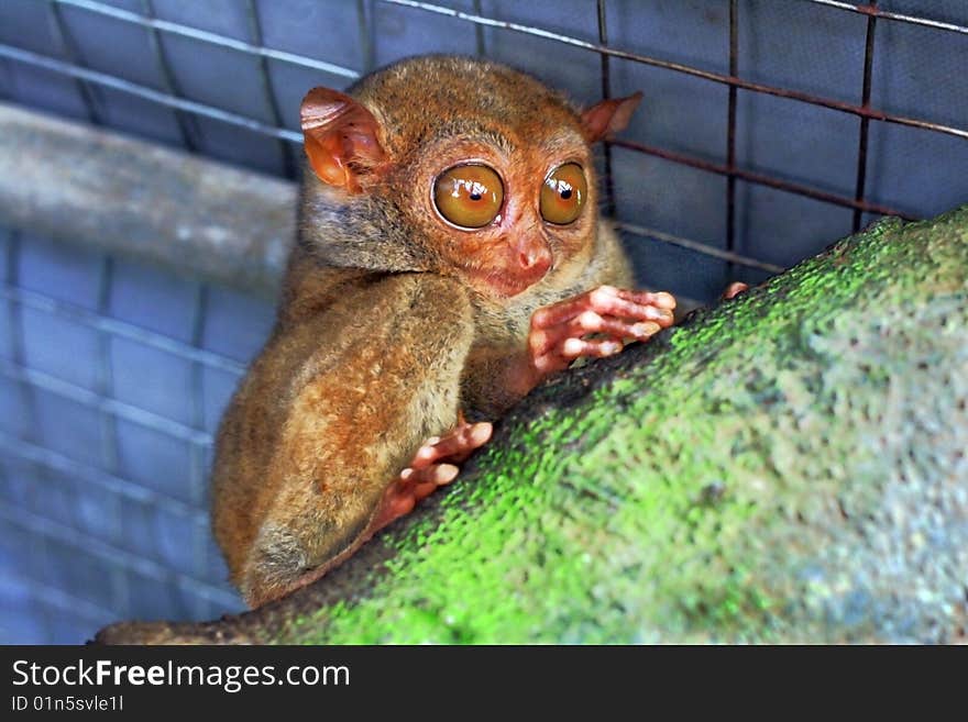 A lone tarsier monkey