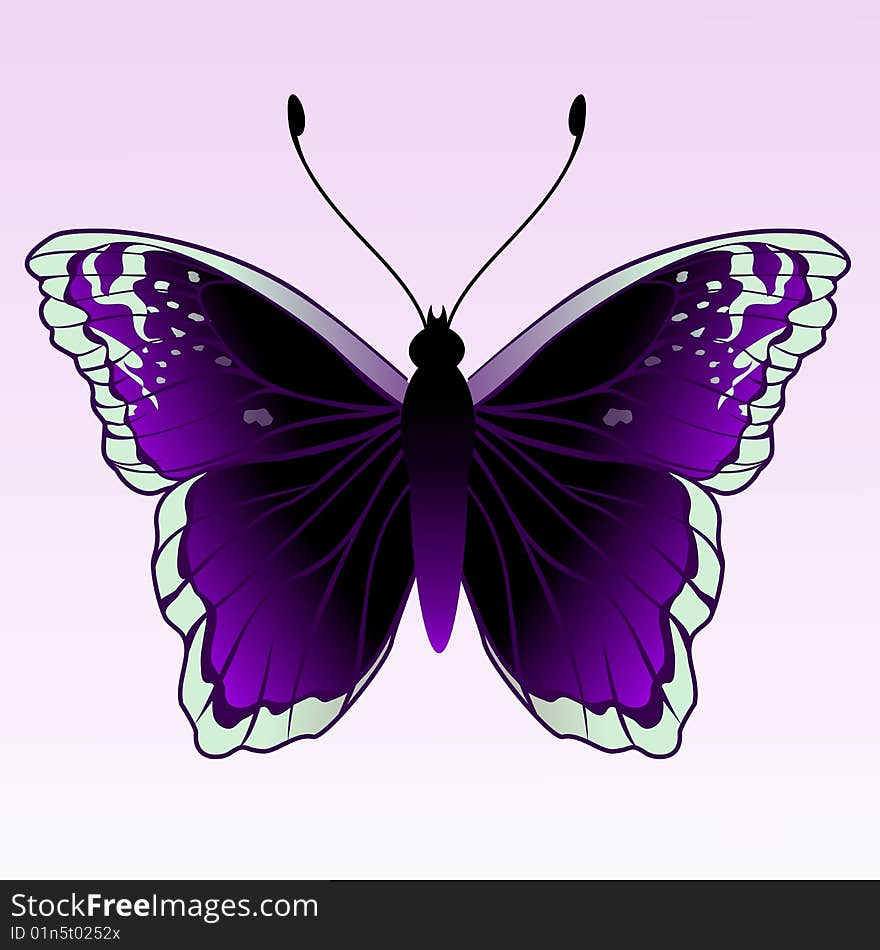 Vector Illustration of detailed Brightly coloured butterfly.