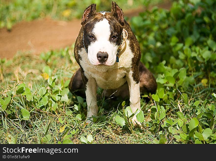 American pitbul-terrier