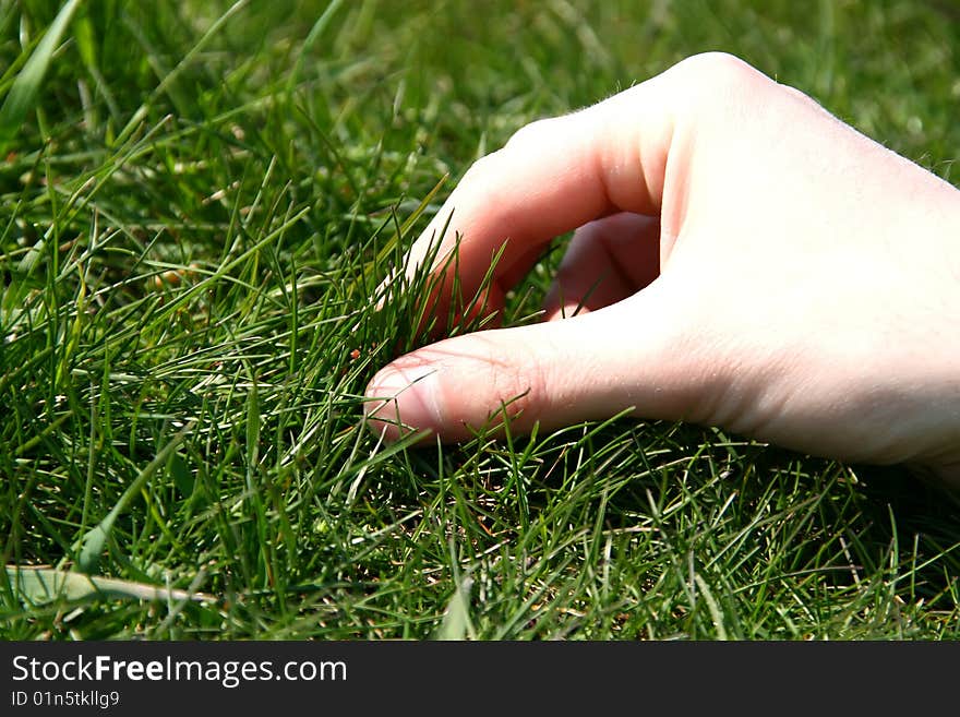 A male hand with its fingers picking up the grass. A male hand with its fingers picking up the grass.